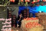 جشنواره انار روستای نهمیل خلخال جمعه برگزار می شود