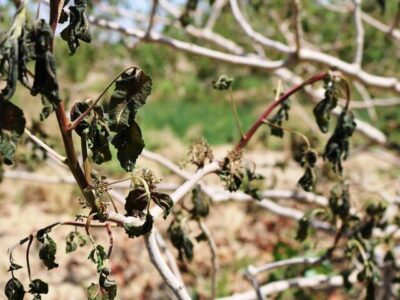 تاکستان انگور مشگین را سرما زد